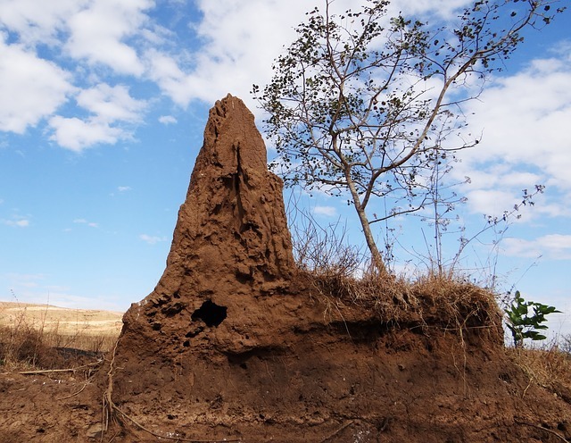 Termite Mound - Public Domain.jpeg